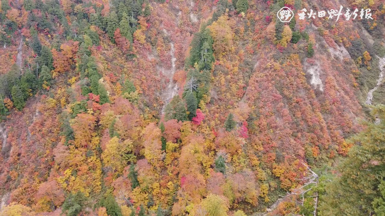 藤里町・釣瓶落峠　岩肌と鮮やかな紅葉競演