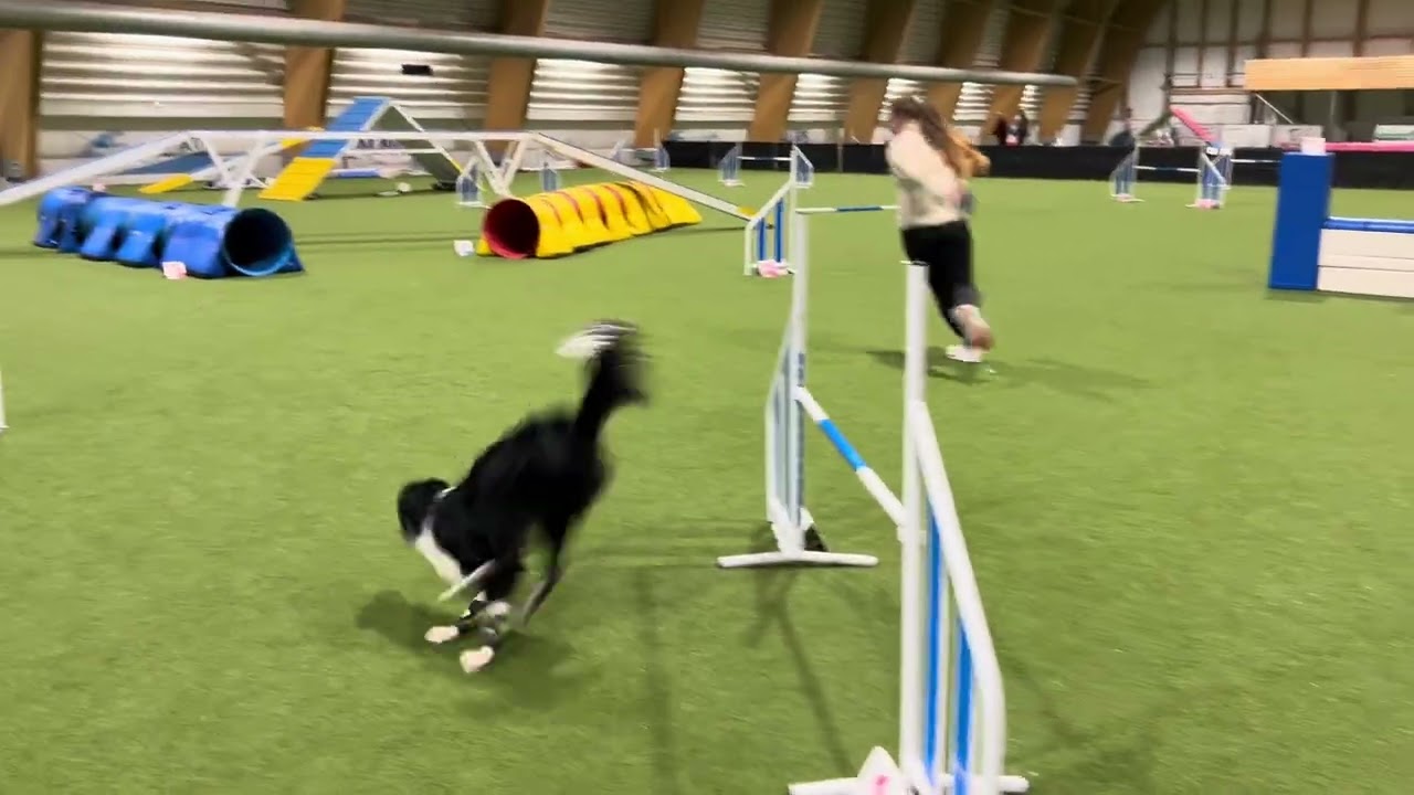 Border Collie Enzo 22m - training at Tachyon arena