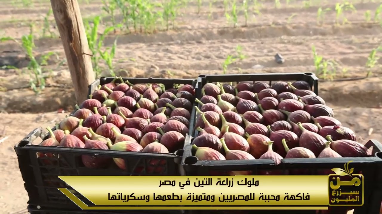 أسرار زراعة التين البرشومي
