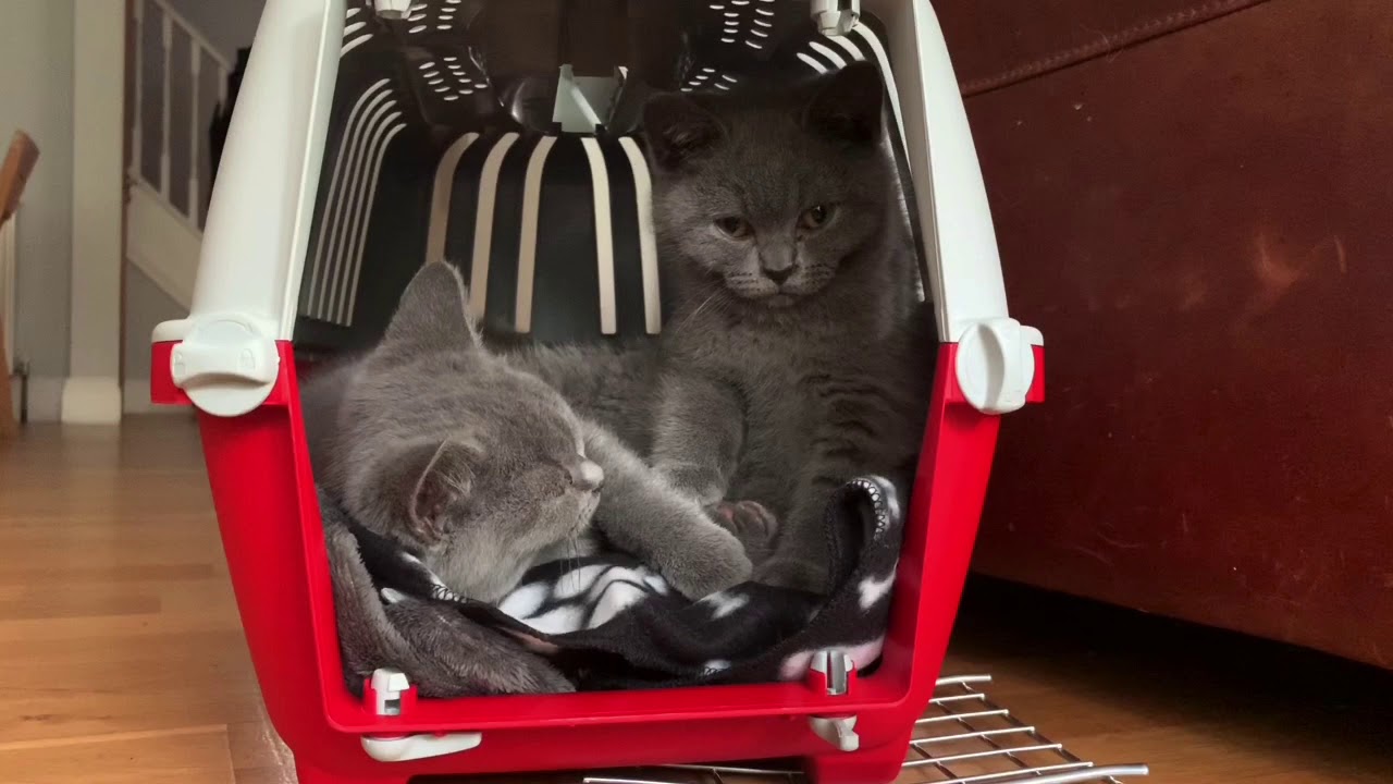 BRITISH Blue Kittens, Play Fighting And Collar Trick