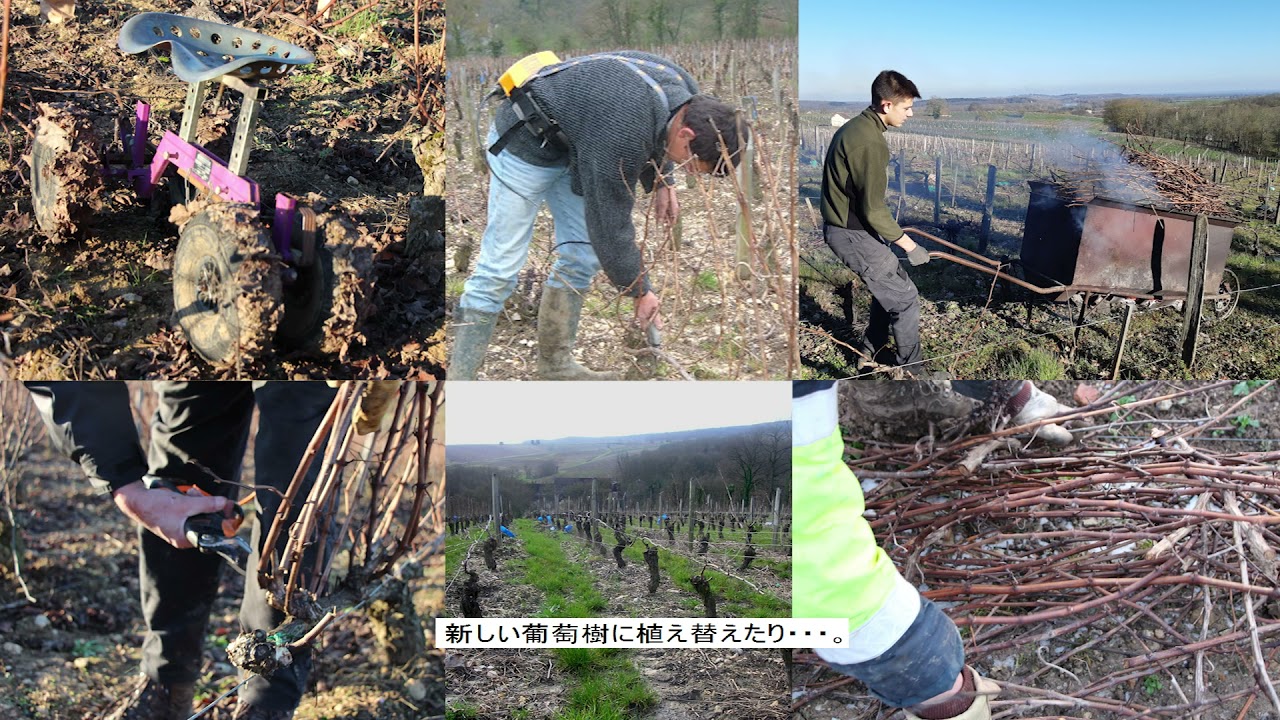 Vincent Grall vigneron Sancerre JP