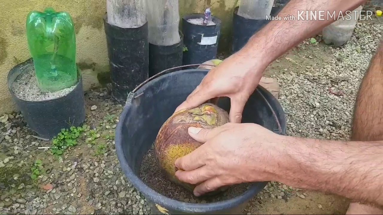 Muda de Coco an&atilde;o!!! Aprenda fazer sua muda da melhor maneira .