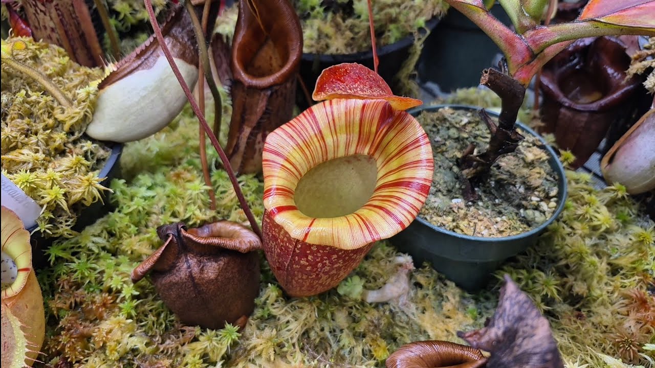 Nepenthes tent update ^_^ 10-21-25 moving and trimming. 