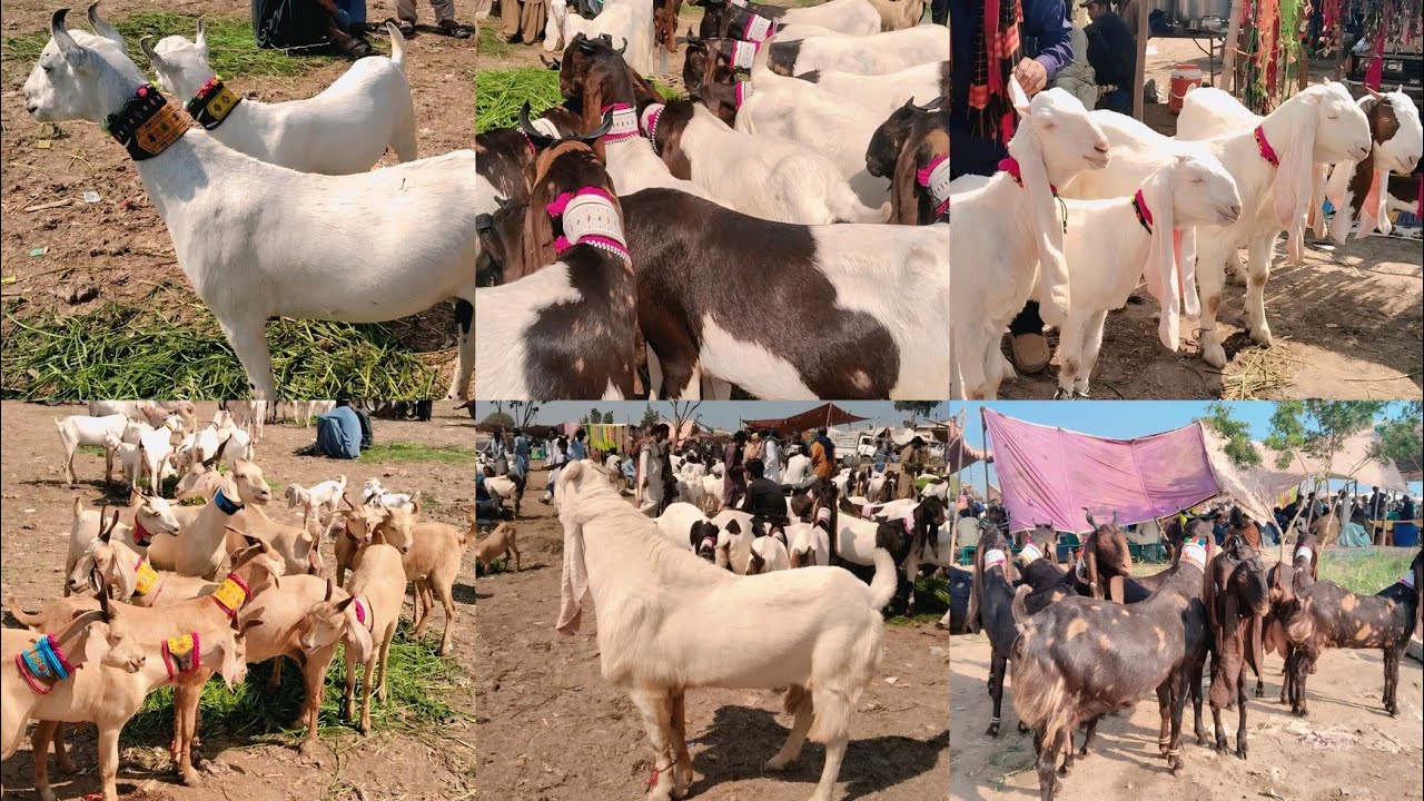 Tando Adam Bakra Mandi Update