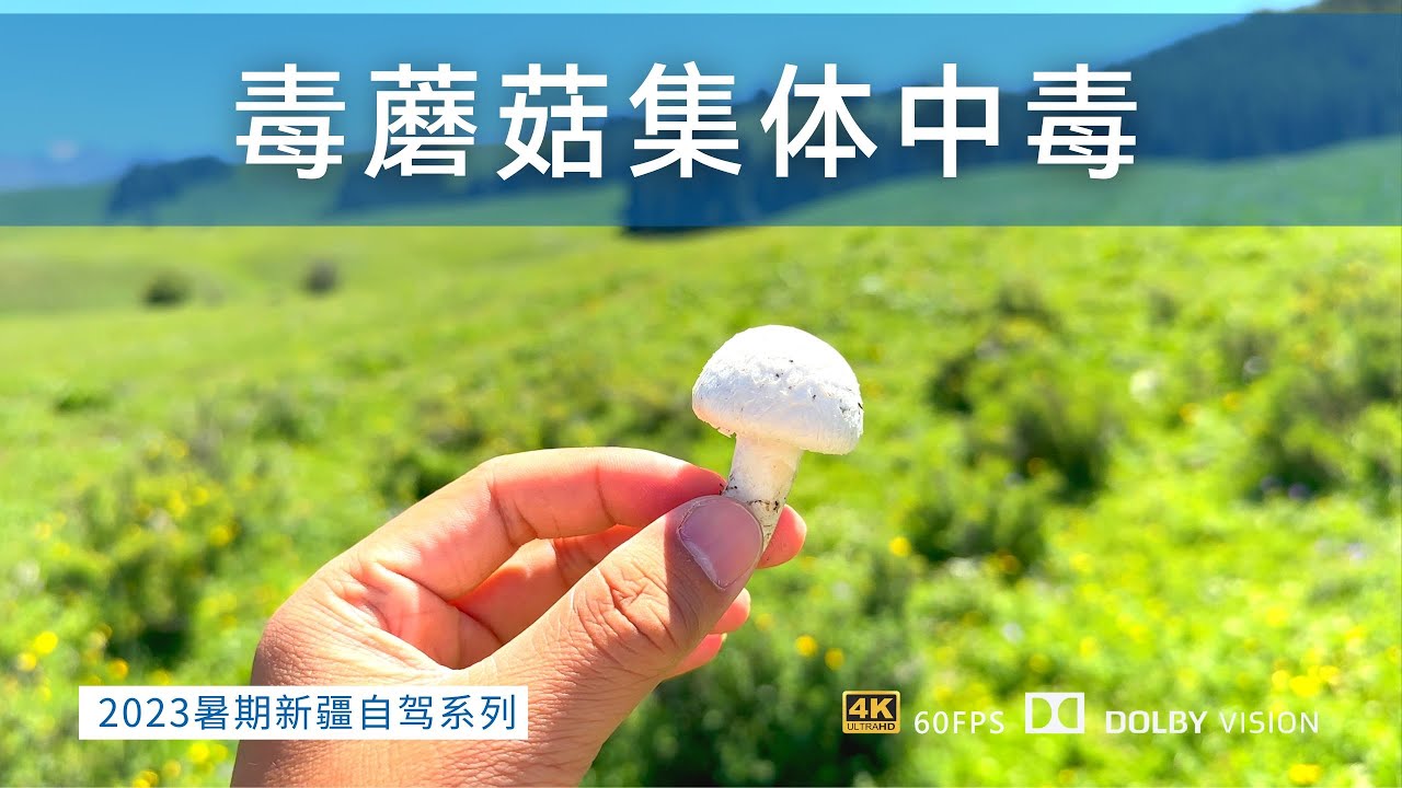 新疆自驾游出意外 吃了山上采的野蘑菇 集体中毒