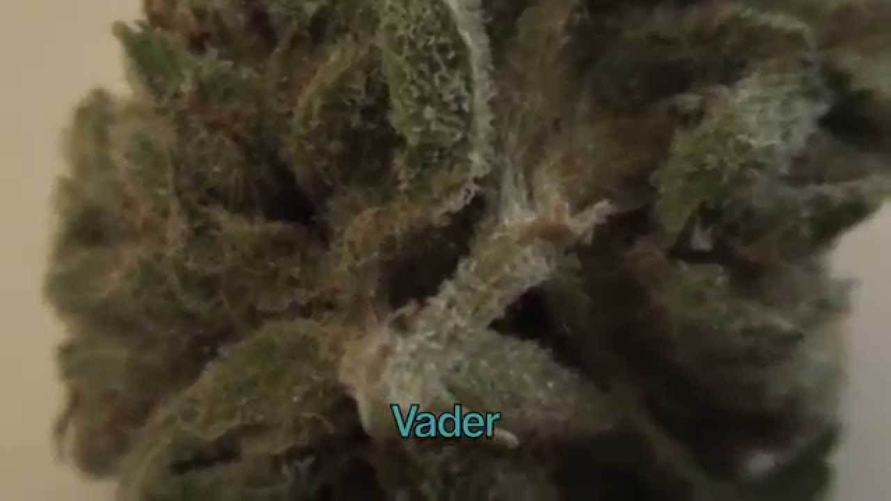 Vader OG
