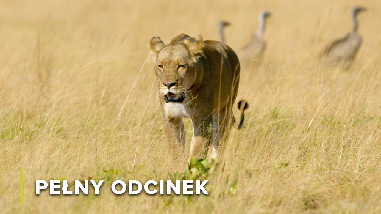 Lwy, Hieny i Walka o Równiny Liuwa | Strażnicy Dzikiej Przyrody 104