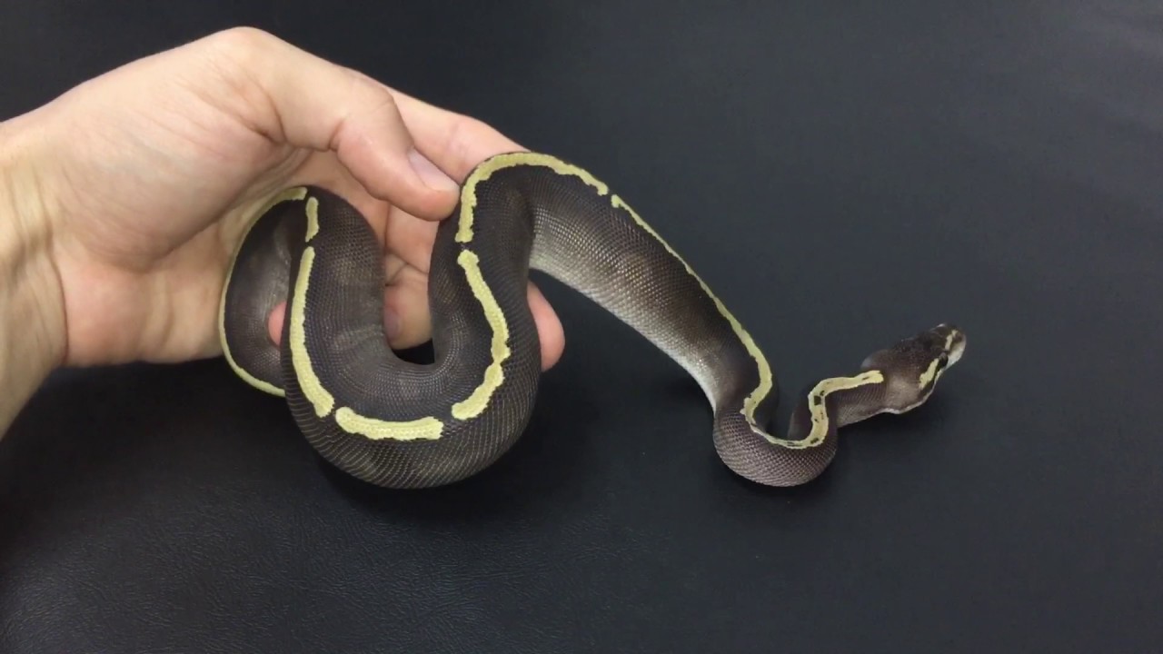 Morph of the Day #2 (Mojave GHI)