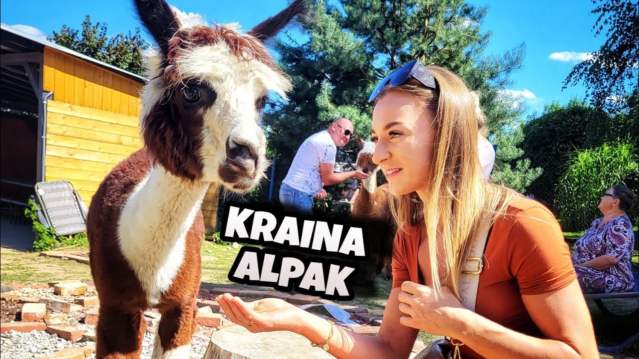 Ugryzła mnie w palca , alpaka ze skrzywionym zgryzem