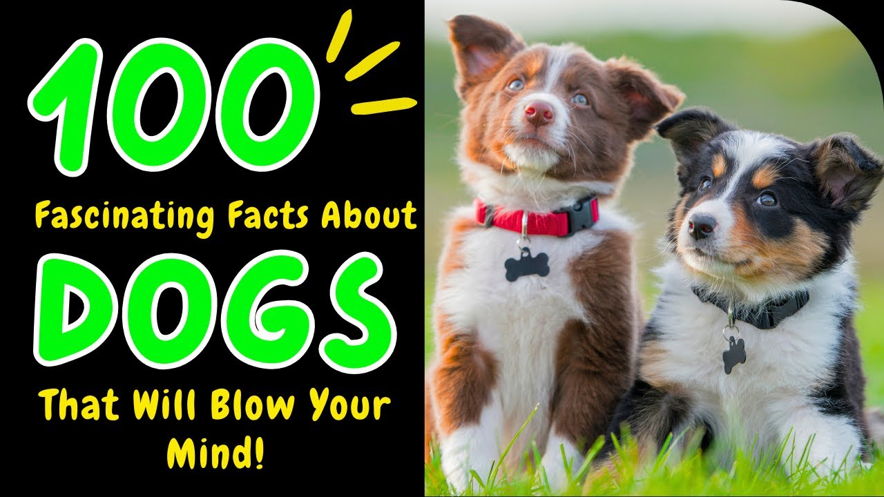 100 Fascinating Facts About Dogs That Will Blow Your Mind!