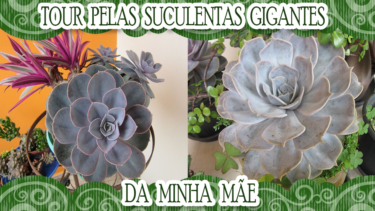 Tour pelas suculentas da mamãe!