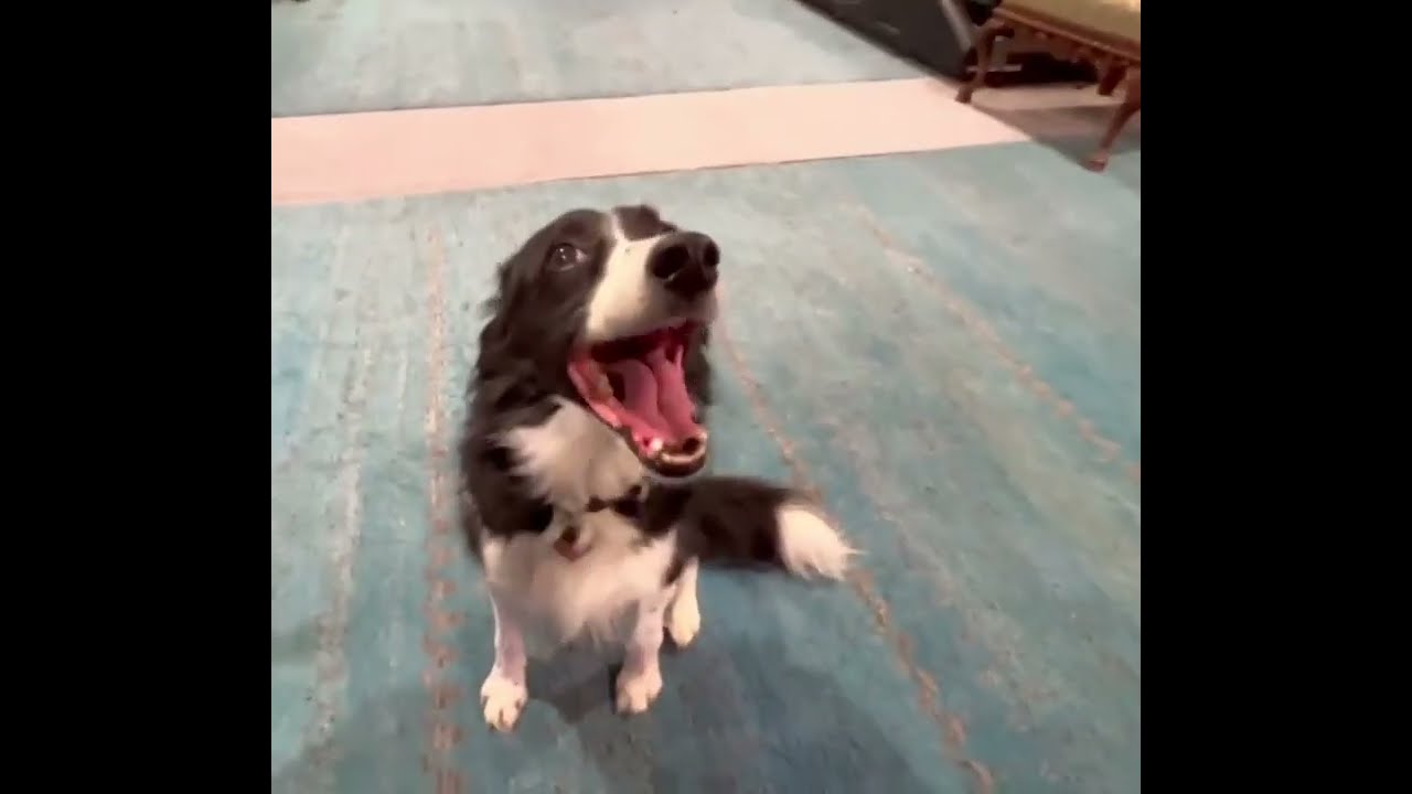Indi the singing Border Collie!!