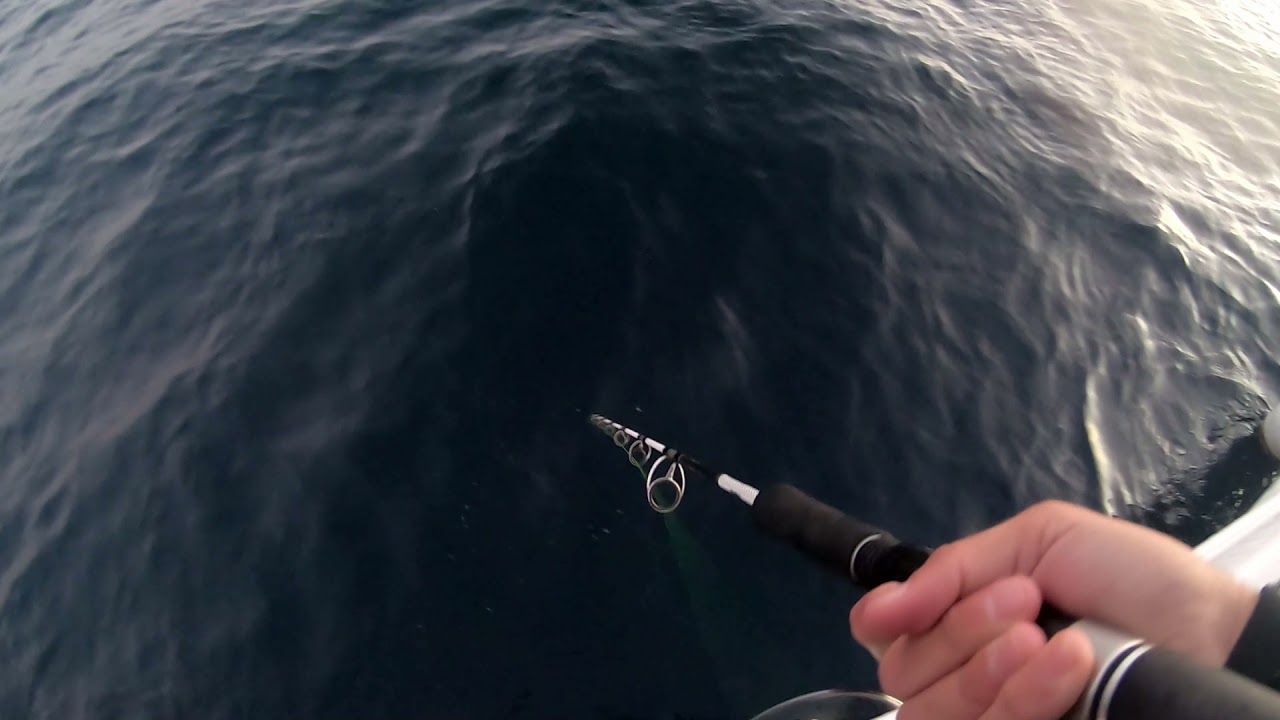 Picada/Strike Medregal/Amberjack a  jigging en Fuerteventura. Xipi JLC.