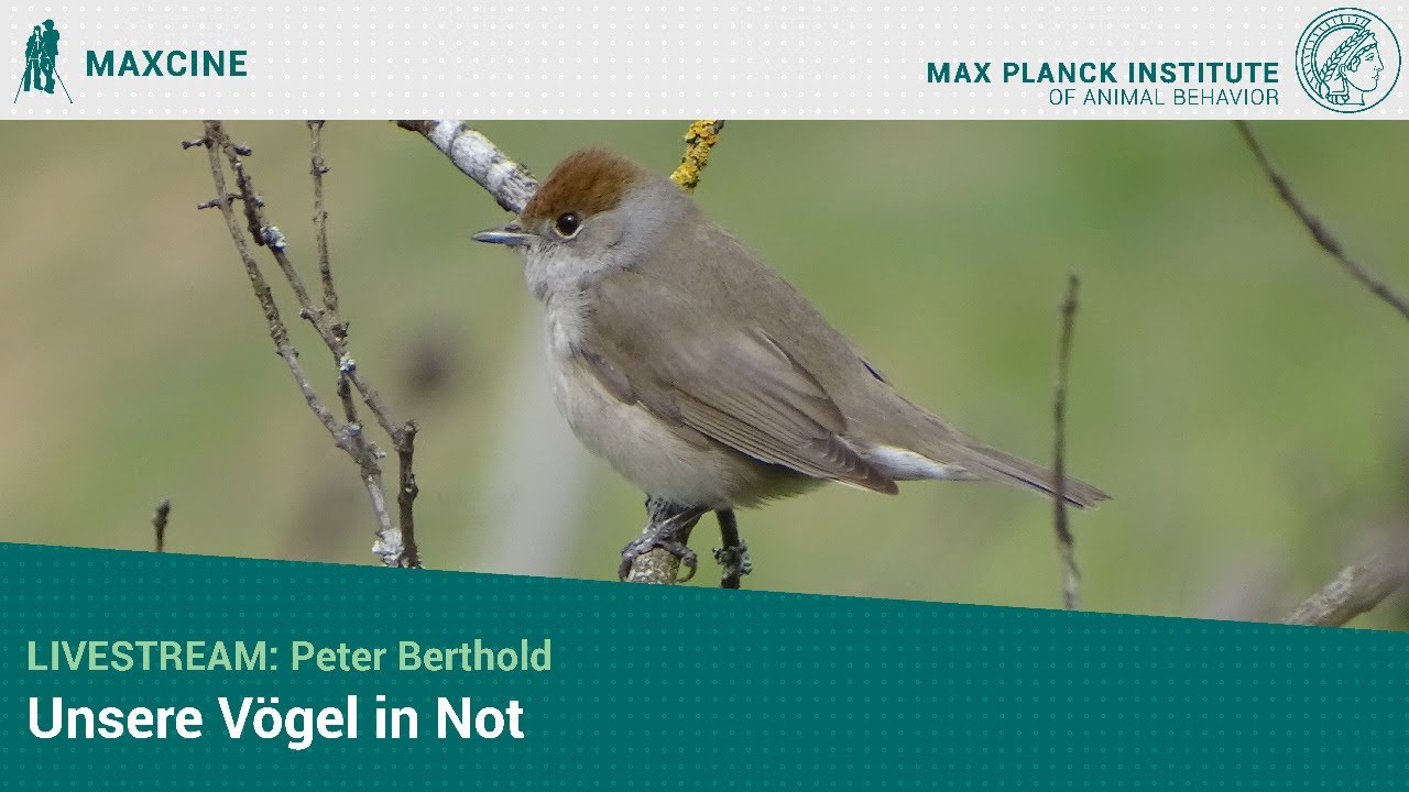 Livestream: Peter Berthold: 