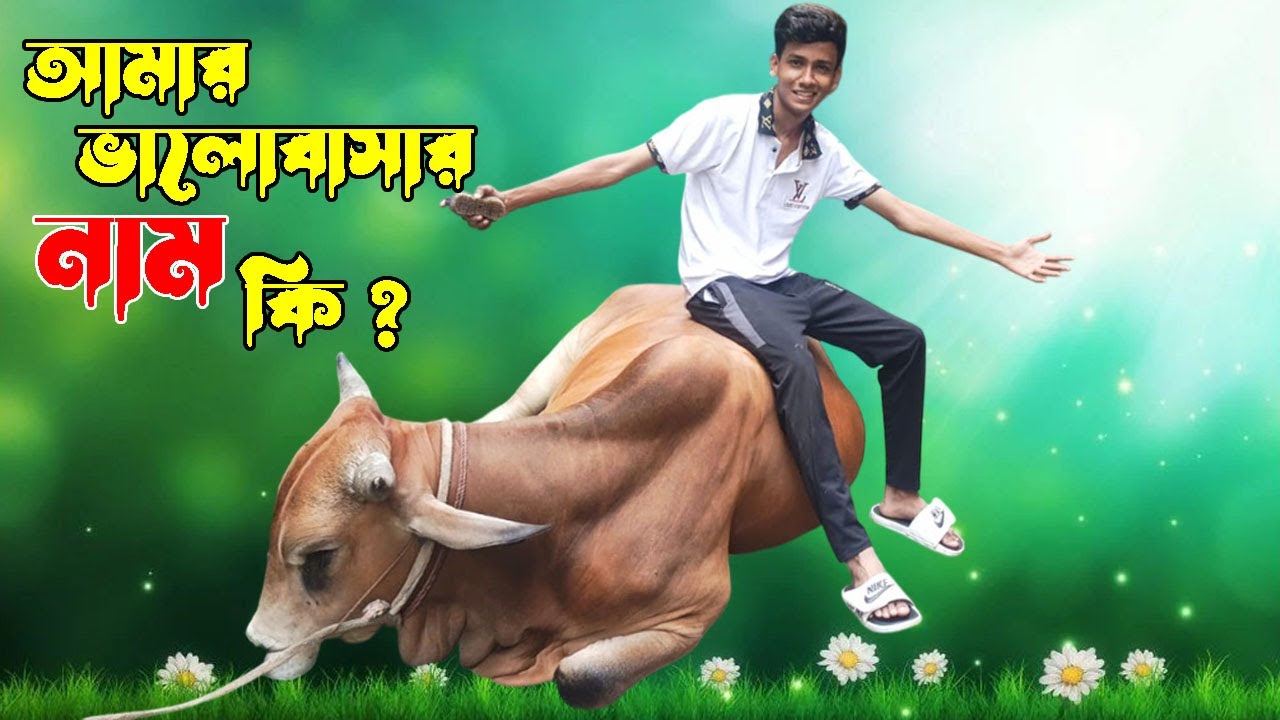 আমার গরুর নাম কি রাখলাম এবং গরুর সাথে কি ভাবে সময় কাটালাম । Qurbani 2025 । Shahil Vlog । Cow Video