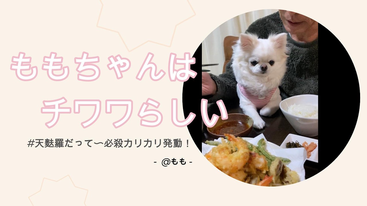 天麩羅だって〜必殺カリカリ発動！【ももちゃんの日常】#チワワ #pets #ももちゃん #犬 