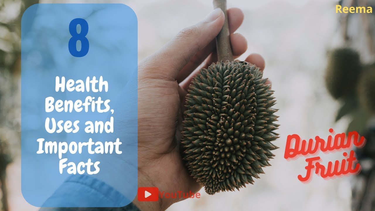 Giant fresh durian from the tree - Wonderful durian Fruit