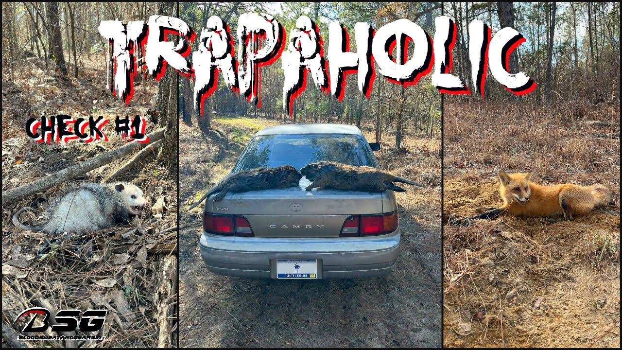 TRAPAHOLIC [CHECK #1] - Mixed Bag Trappin!!! - **Coons, Beavers & Red Fox** #trapping #vlog