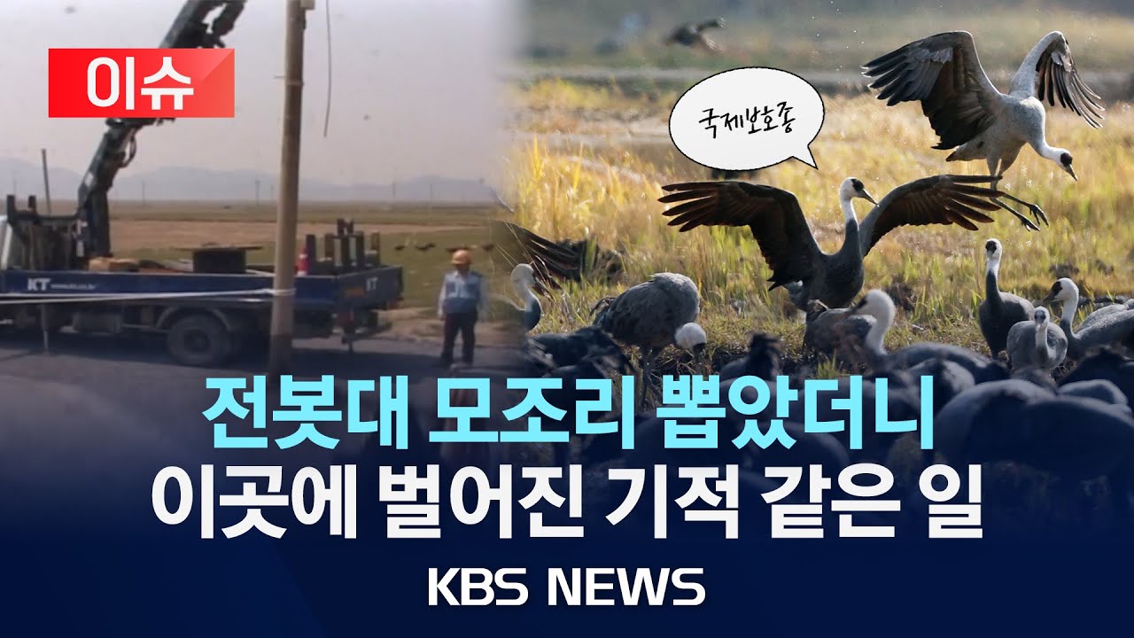 [이슈] 순천만, 전봇대 뽑고 전 세계 흑두루미 절반이 찾았다…서식지 보존 비결, 세계 공유까지/2025년 11월 6일(목)/KBS