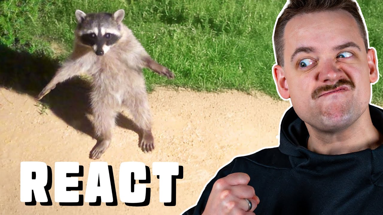 WASCHBÄREN ALTER!! 🤣 Funniest Animal Videos Ever (Part 1) - React