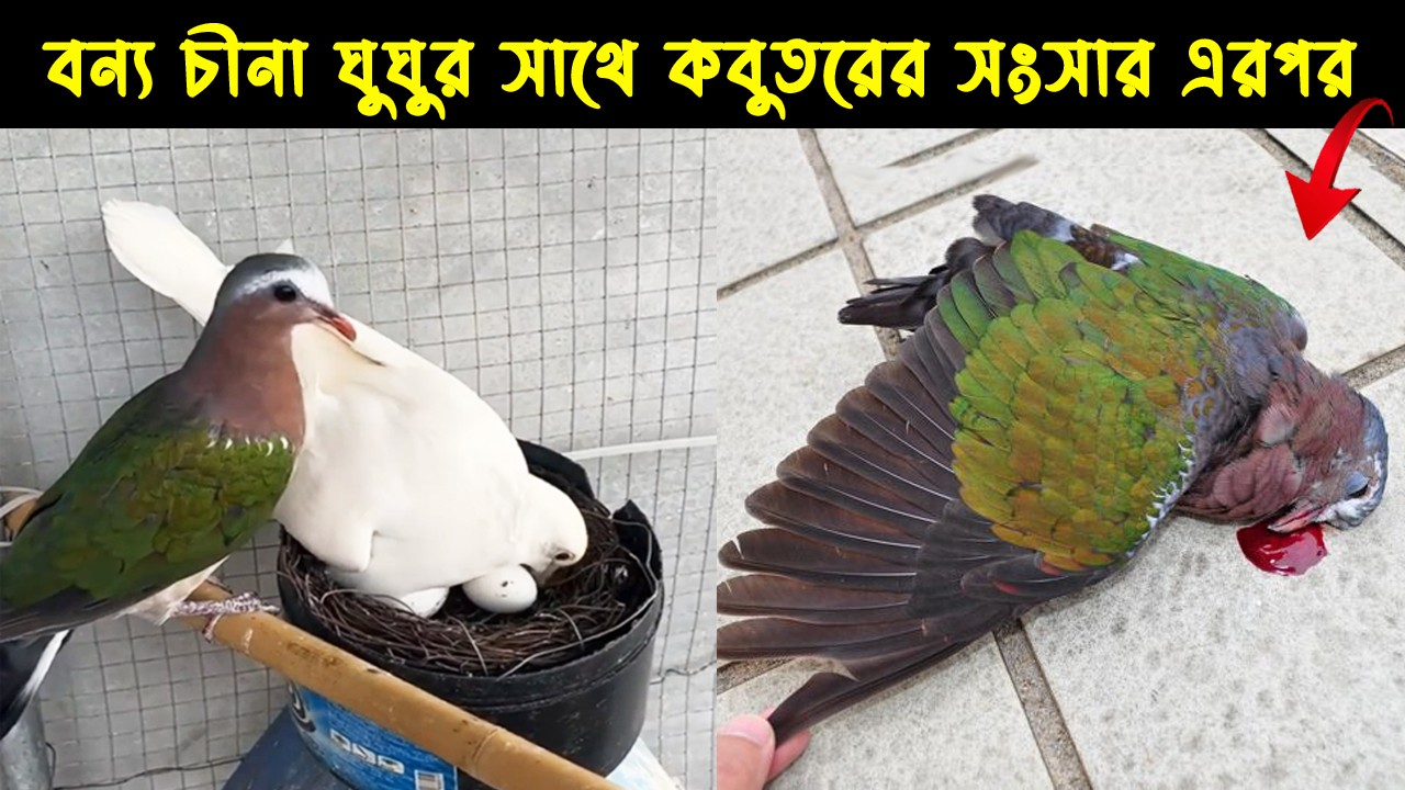 বন্য চীনা ঘুঘু ও কবুতরের  জীবন কাহিনী | Bird Story-183 | The Life Story of  Emerald Dove | মায়াজাল