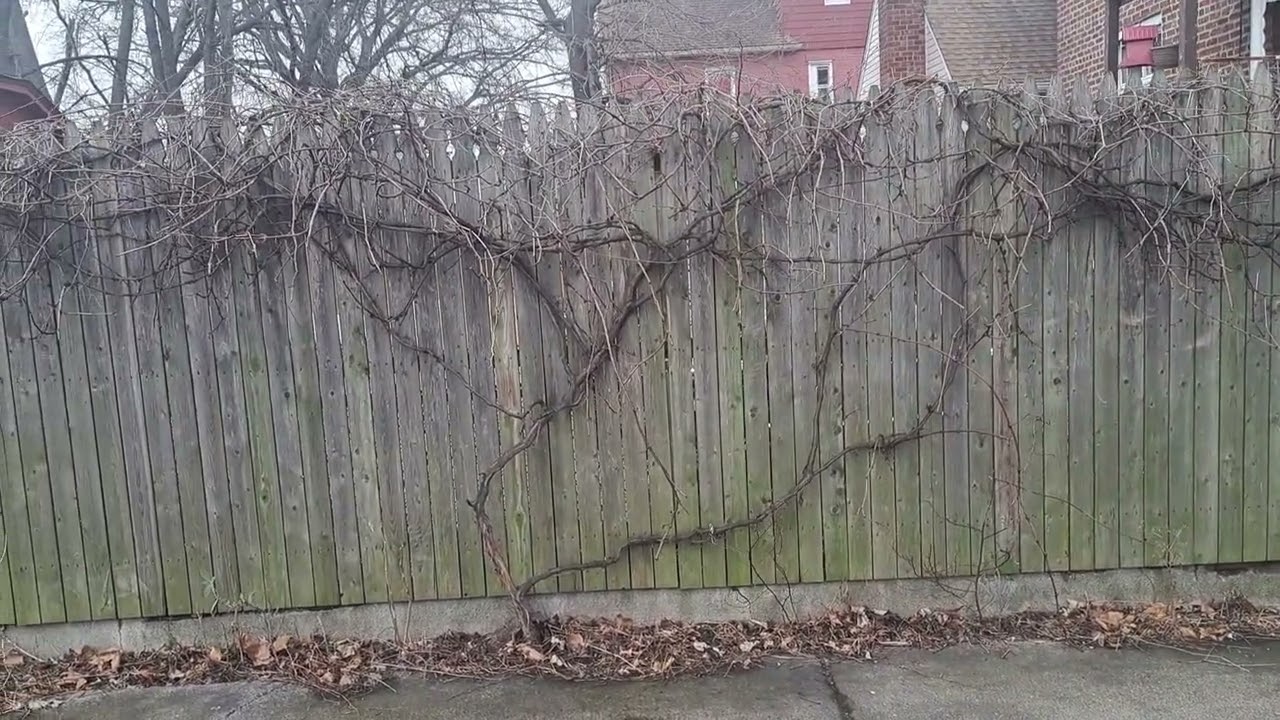 Grapevine mars grape ( update )