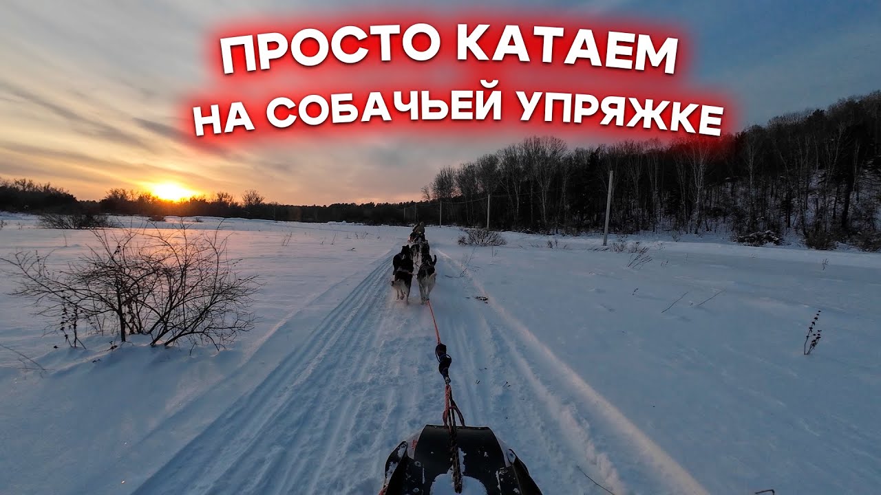 Просто катаем на собачьей упряжке. Форт Хаски, Новососедово