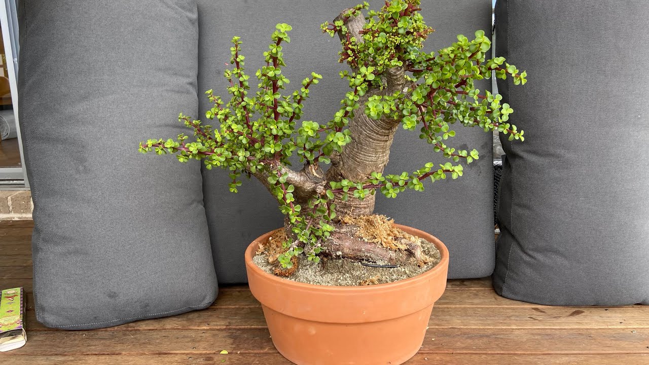 Repotting my Massive Jade Bonsai. How to repot Portulacaria Afra Bonsai. Huge trunk!