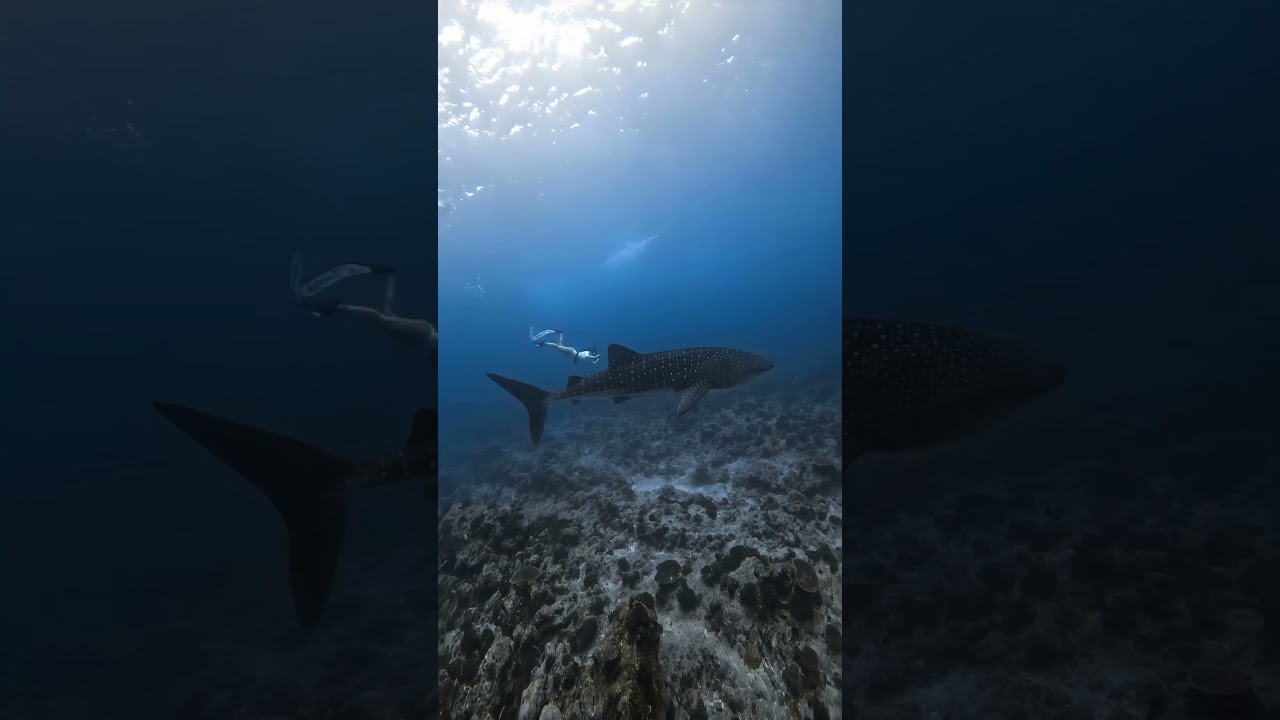 Diving with a Whale Shark  #deepbluecoast #oceanexploration #deepocean