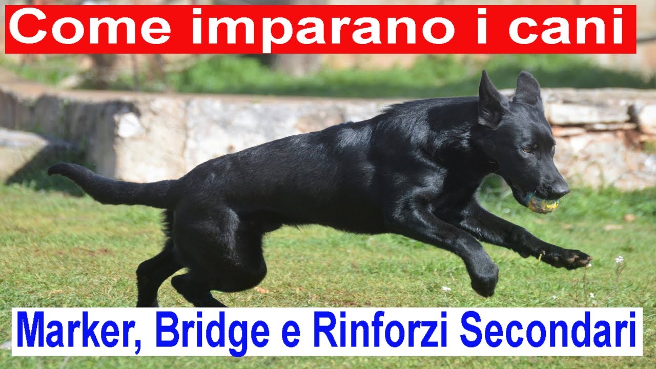 Come imparano i cani #5. Marker, Bridge e Rinforzi Secondari.