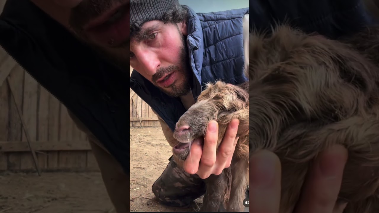 Заведую не только родильным но и реанимацией 👌 подписку и лайк заслужил !?🤝😂#спасение #animals