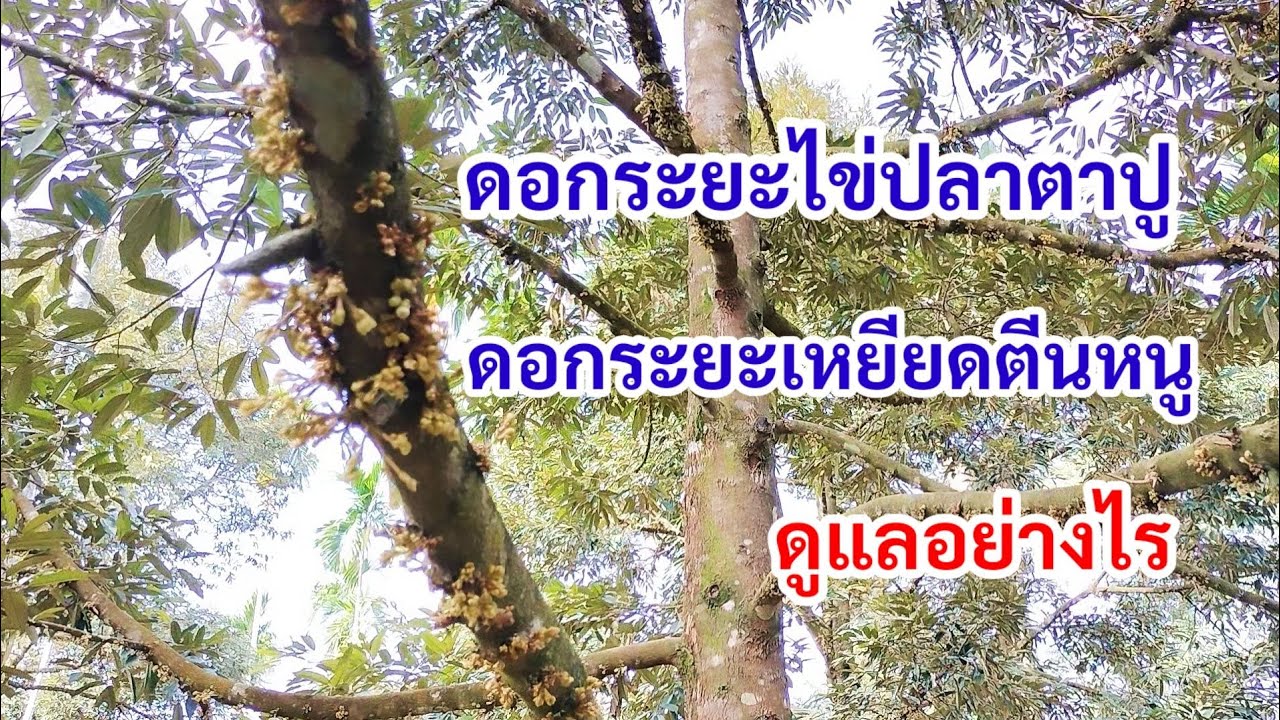 ออกระยะไข่ปลาตาปูถึงดอกระยะเหยียดตีนหนูควรดูแลอย่างไร