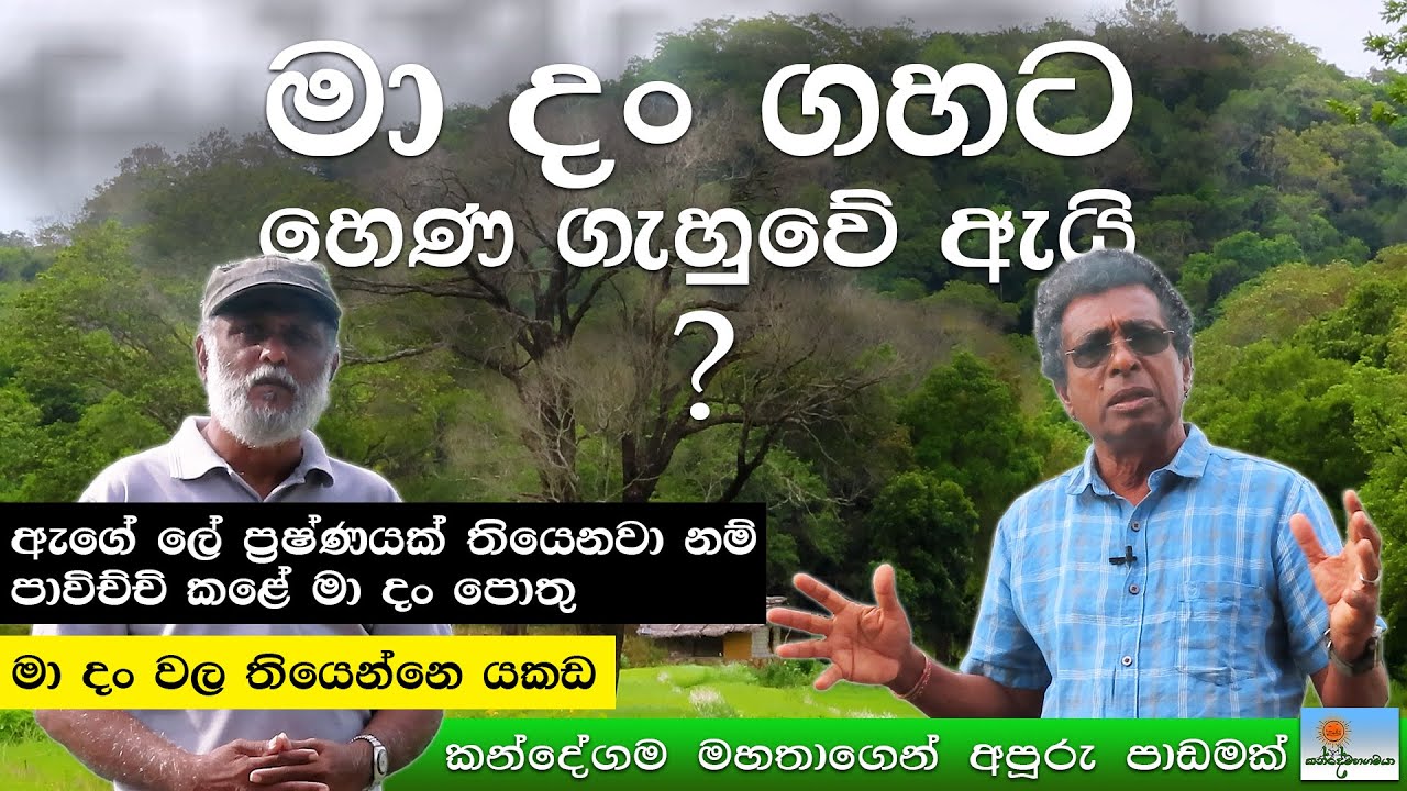 මා දං ගහට හෙණ ගැහුවෙි ඇයි…? #kandemahagamaya #thilakkandegama #environment #srilanka #herbal