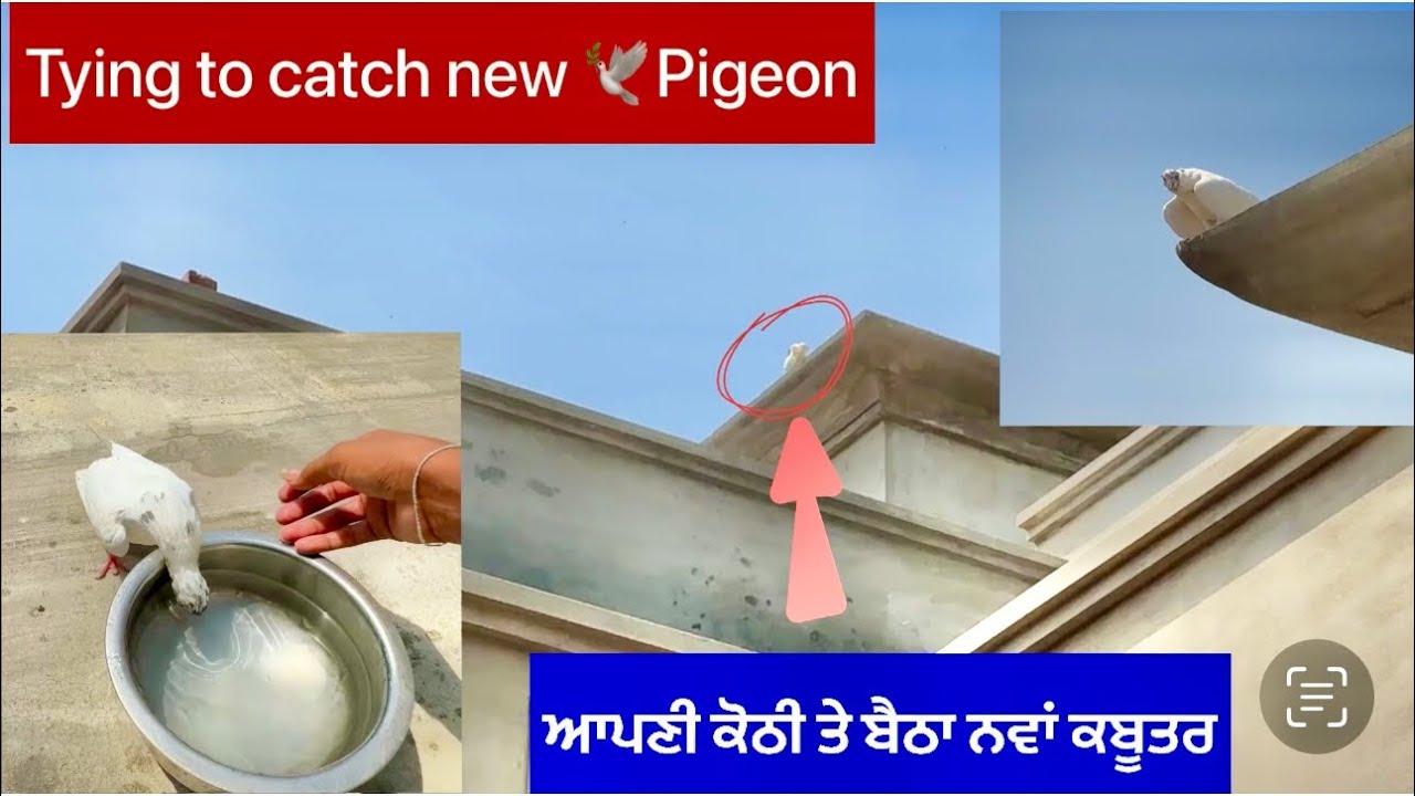 Trying to catch new 🕊️ pigeon || ਆਪਣੀ ਕੋਠੀ ਤੇ ਬੈਠਾ ਨਵਾਂ ਕਬੂਤਰ || ਪਾਣੀ ਤੇ ਉਤਰ ਆਇਆ || ਦੇਖੋ ਕੀ ਬਣਿਆ
