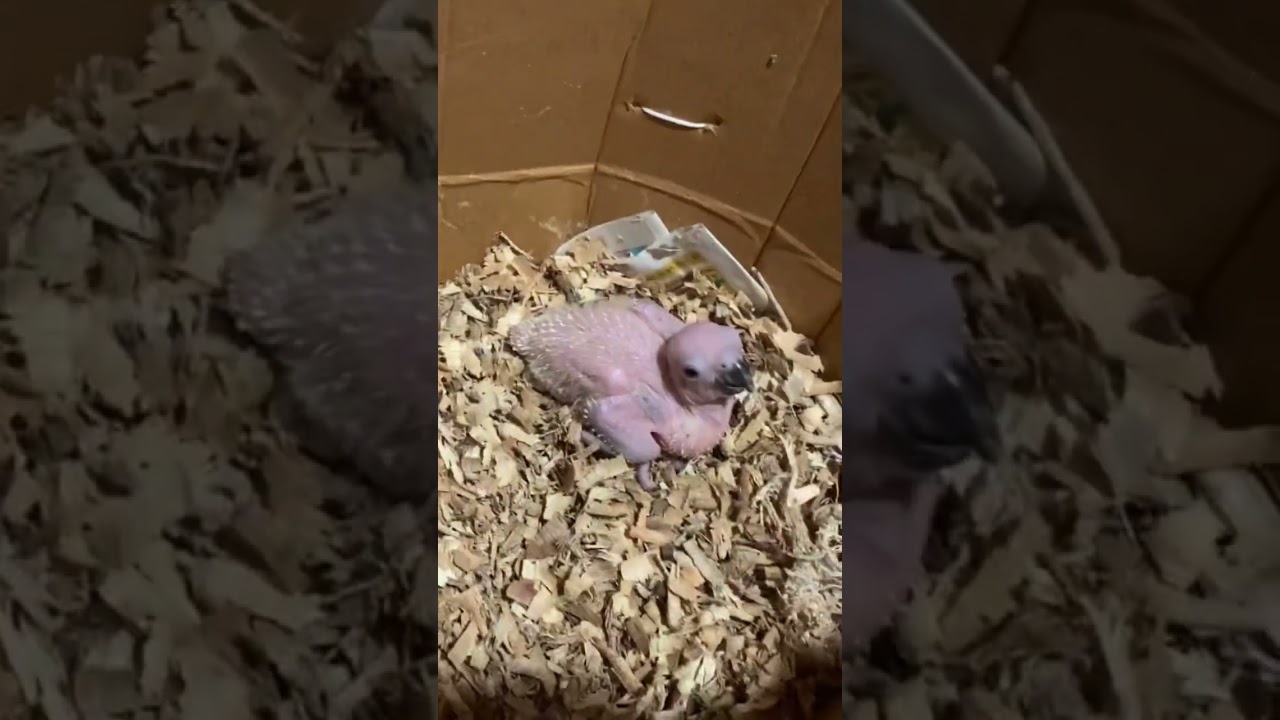 Sun Conure breeding tips / sun Conure chicks / how to breed sun Conure #sunconure