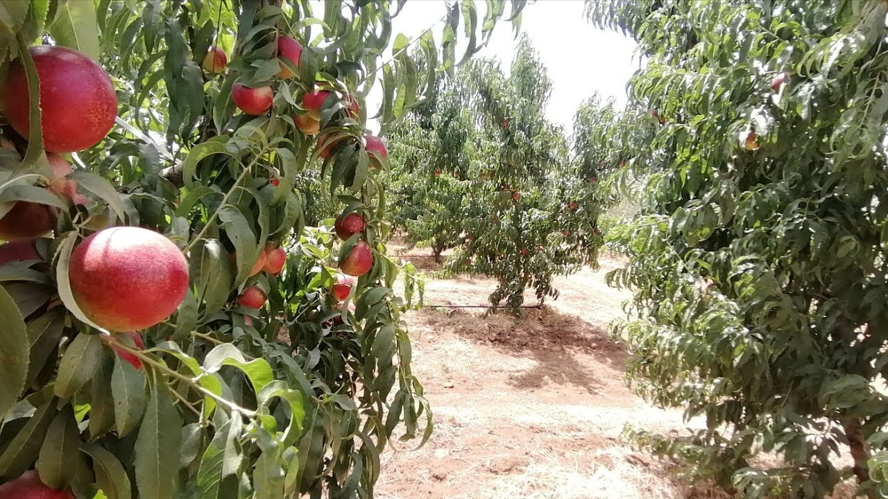 مزرعة رائعة مجهزة للبيع 11 هكتار ونصف جهة الحاجب مكناس سبت عين لحناش ferme a vendre au maroc meknes