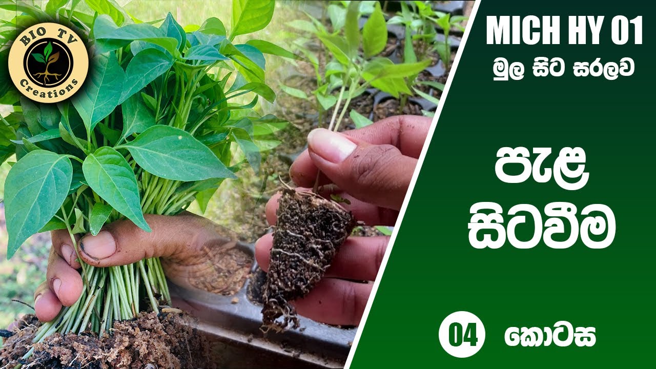 MICH HY 01 මිරිස් පැල සිටුවීම|miris pala situwima|niwaradiwa miris pala sitawamu| episode 4 sinhala