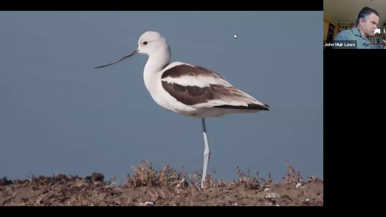 How to Draw Birds with John Muir Laws: Water Birds