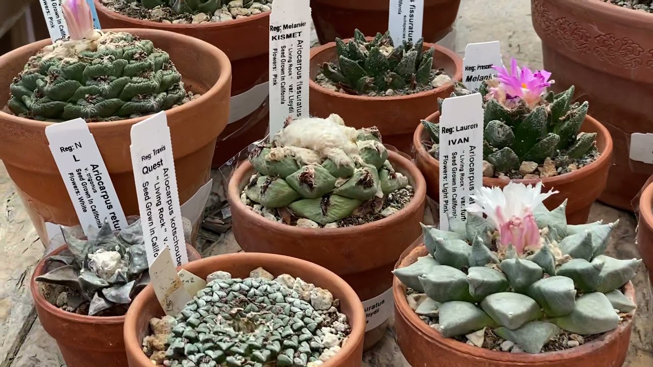 Amazing Ariocarpus and Euphorbia collection! Very rare and mature plants