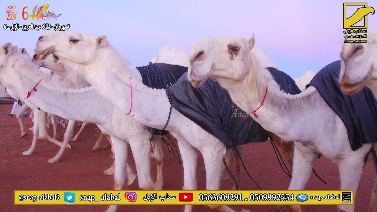 مسيرة خروج وضح يام الحاصله على المركز الأول في فئة سيف الملك   للمالك / خالد بن حمد بن راجح العجمي
