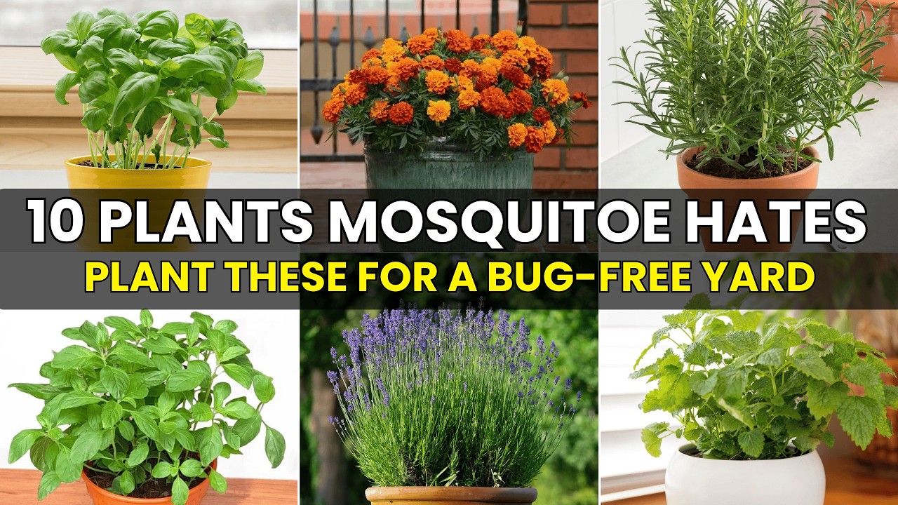 10 Plants Mosquitoes Hate—Plant These for a Bug-Free Yard