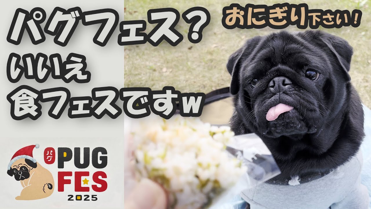 【パグフェス2025】を「食フェス」と勘違いしている黒パグ「ちょこ」が食いしん坊すぎて可愛いw #パグフェス2025 #食いしん坊パグ