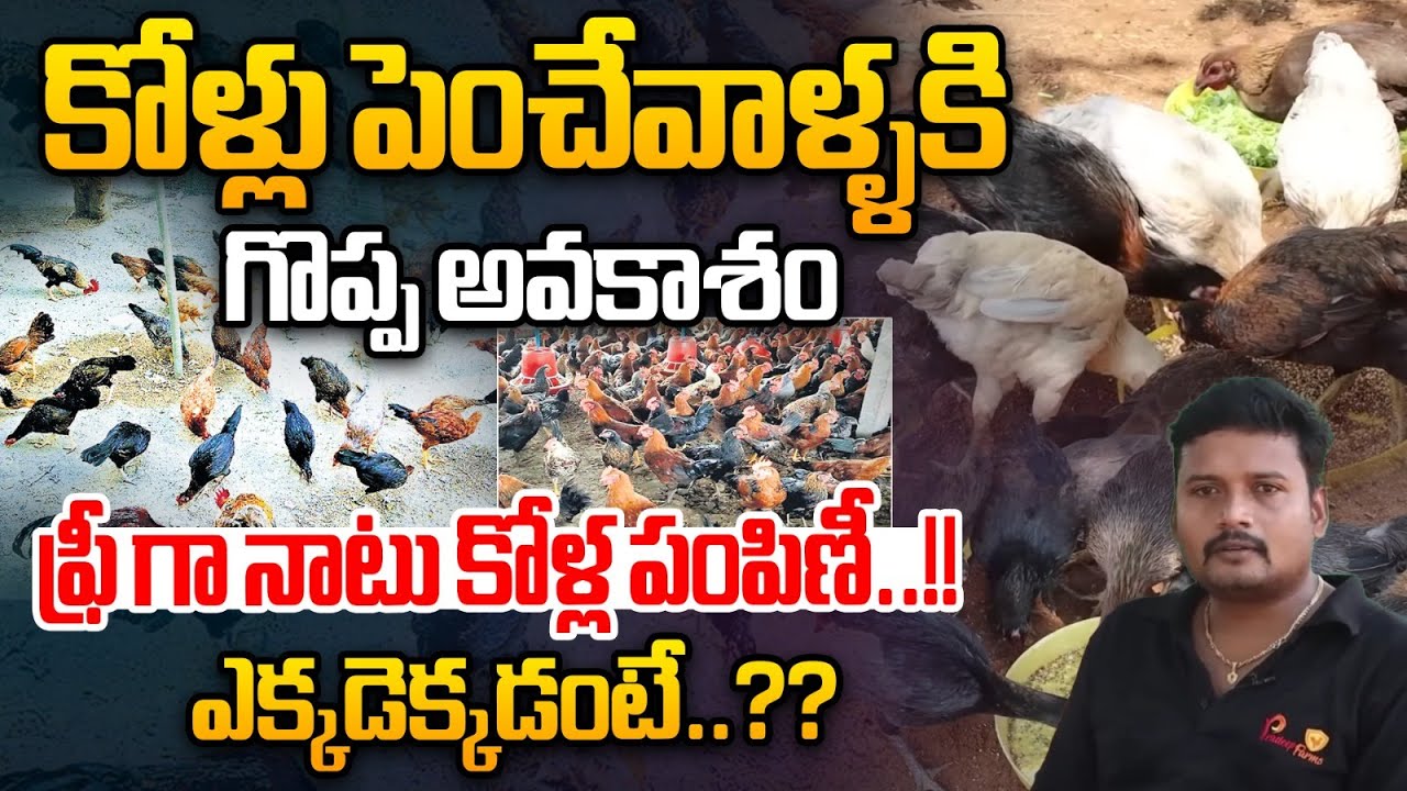 ఫ్రీ గా నాటు కోళ్ల పంపిణీ | Great Opportunity For Chicken Farmers | Chiken Eggs Farm | Saagu Nela