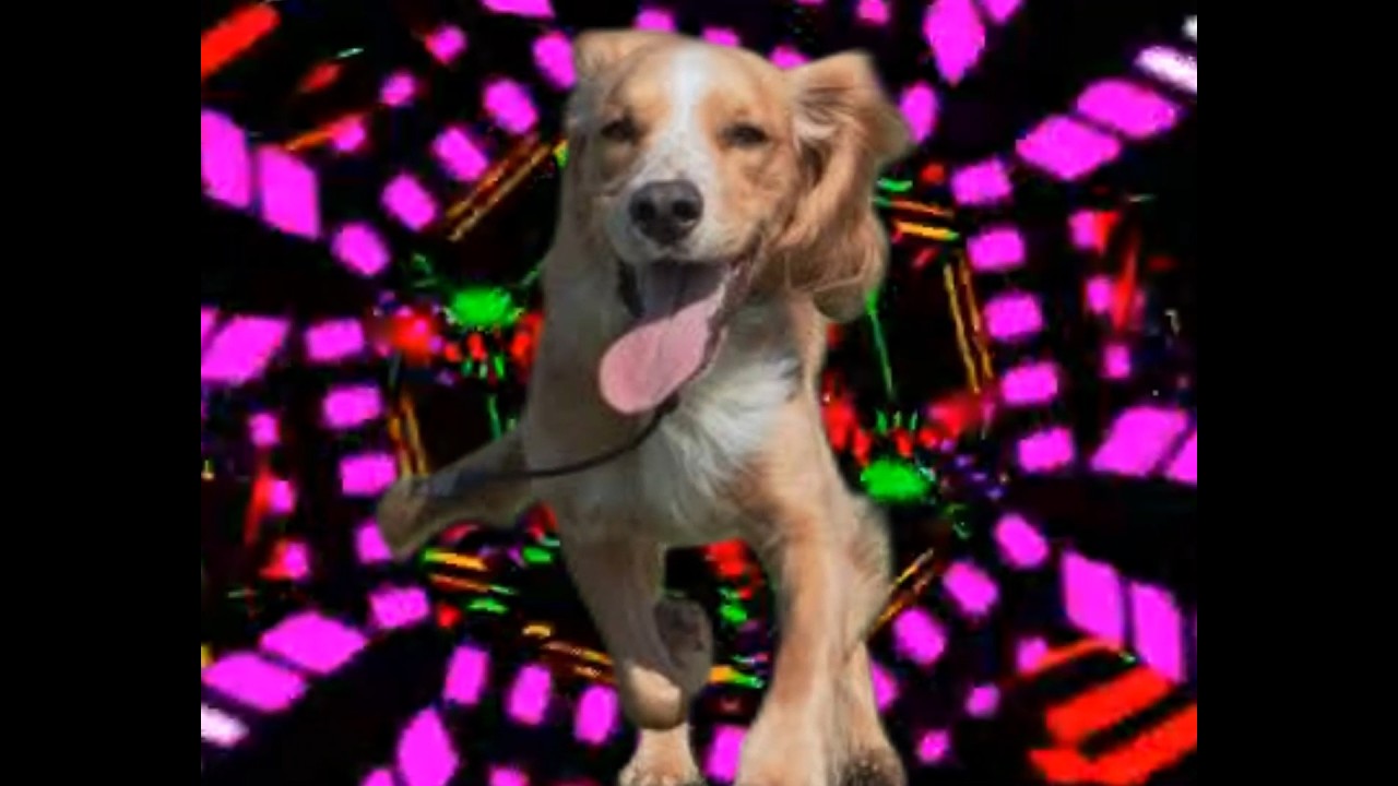 BUDDY, a tribute to a very good boy, and his pet human (Jo) who he looks after excellently.