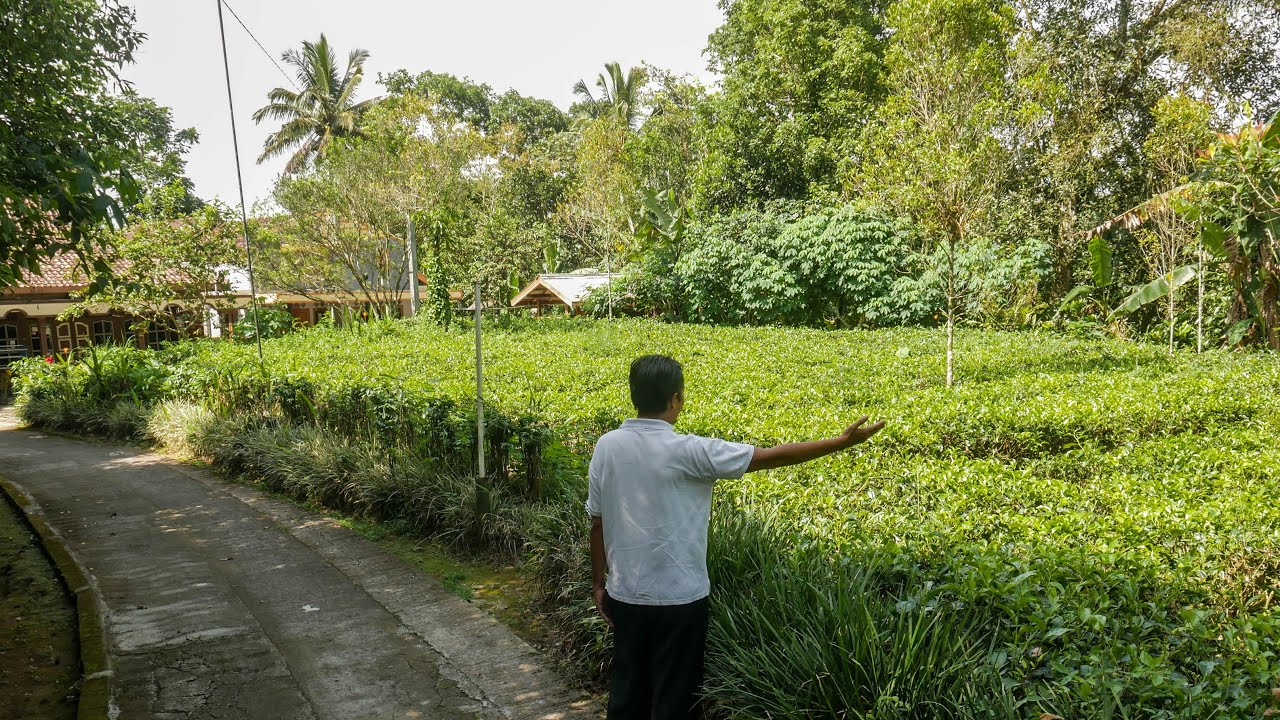 Jual Tanah Jogja Pinggir Kebun Teh 250rb/m Dg Hawa Dingin Ada Di Lokasi Bedah Menoreh (SOLD)