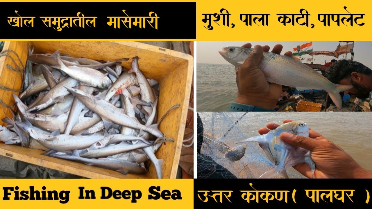 खोल समुद्रातील मासे मारी 😱 | उत्तर कोकण ( पालघर ) | मुशी ,पाला काटी, पापलेट | Fishing In Deep Sea 🎣