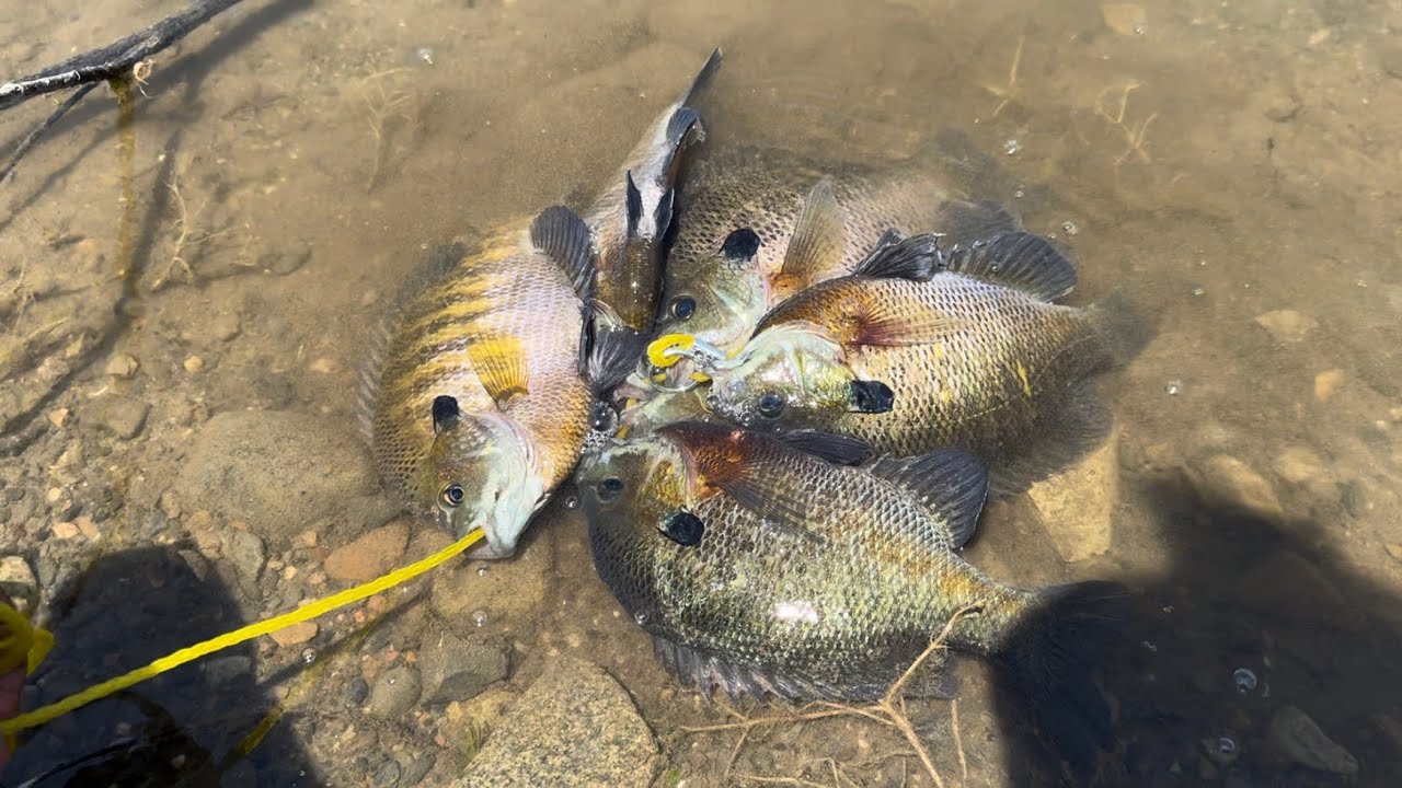 How To Catch Slab Bluegill at Lake Irvine.