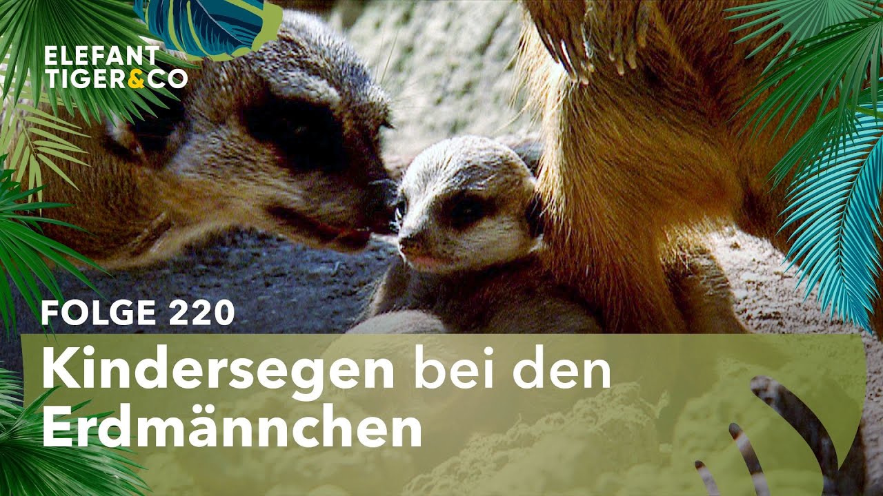 Viele kleine Erdm&auml;nnchen-Babys f&uuml;r den Zoo Leipzig (Folge 220) | Elefant, Tiger & Co. | MDR