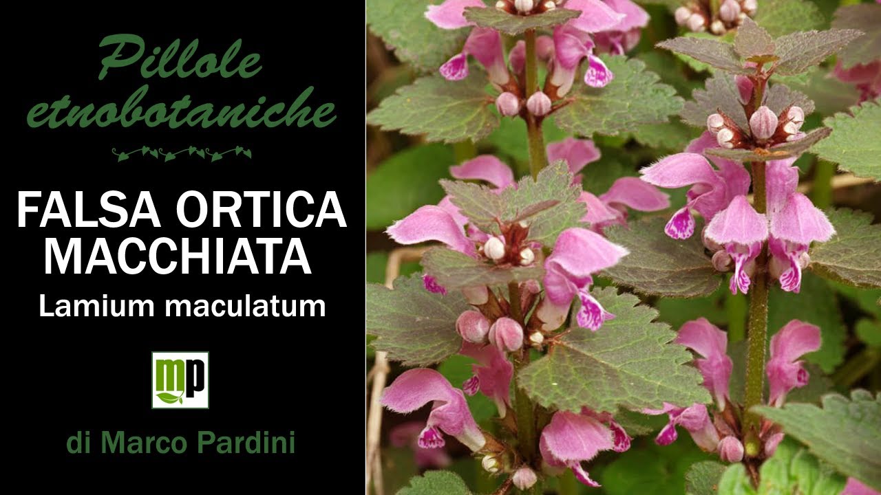 Pillola etnobotanica - Falsa ortica macchiata