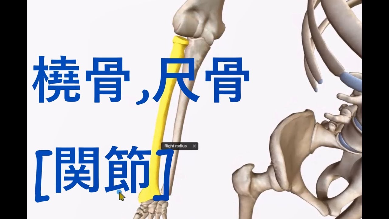 001橈骨,尺骨[関節]